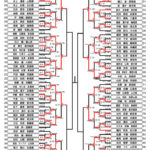 全少2024_2年生女子形トーナメント表