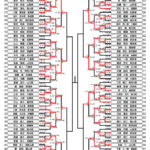 全少2024_2年生男子形トーナメント表