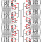 全少2024_3年生女子形トーナメント表