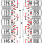 全少2024_3年生男子形トーナメント表