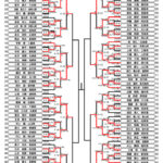 全少2024_6年生男子形トーナメント表